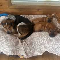 Thumbnail photo of Clark Kent #3