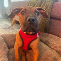 Thumbnail photo of Clark Kent #4