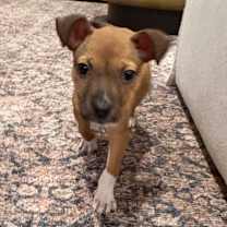 Thumbnail photo of Scarlett #2