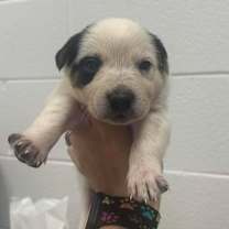 Thumbnail photo of Pulaski #2