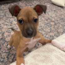 Thumbnail photo of Scarlett #3