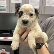 Thumbnail photo of Pulaski #3