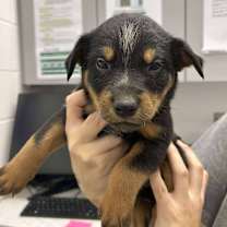 Thumbnail photo of Tazewell #3