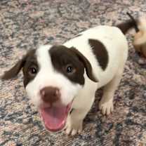 Thumbnail photo of Colin #4