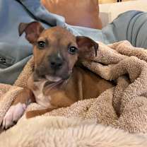 Thumbnail photo of Scarlett #4