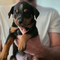 Thumbnail photo of Tazewell #4