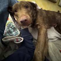 Thumbnail photo of Milo #2