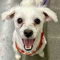 Thumbnail photo of Barney #1