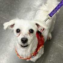 Thumbnail photo of Barney #2