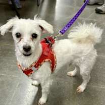 Thumbnail photo of Barney #3