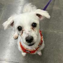 Thumbnail photo of Barney #4