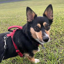 Thumbnail photo of Arlo #1