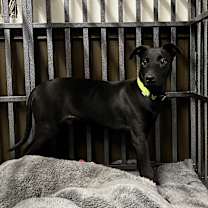 Thumbnail photo of Harley #3