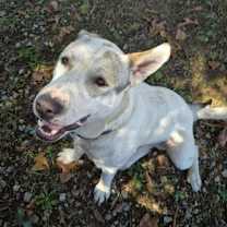 Thumbnail photo of Buddy #1