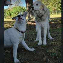 Thumbnail photo of Buddy #2