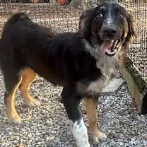 Thumbnail photo of Dash #4