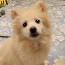 Thumbnail photo of Kringle #3