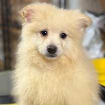 Thumbnail photo of Kringle #4