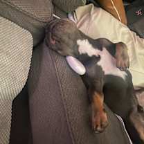 Thumbnail photo of Loki #2