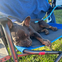 Thumbnail photo of Loki #4