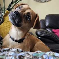 Thumbnail photo of Ripley #2