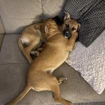 Thumbnail photo of Stevie #2