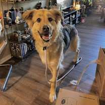 Thumbnail photo of Athena #1