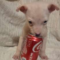 Thumbnail photo of PHOENIX #2