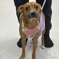 Thumbnail photo of Gigi #3