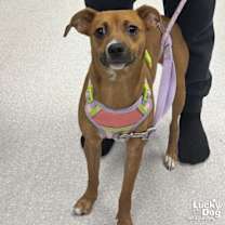 Thumbnail photo of Gigi #4