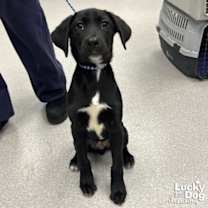 Thumbnail photo of Beavis #1