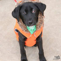 Thumbnail photo of Beavis #2