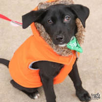 Thumbnail photo of Beavis #3