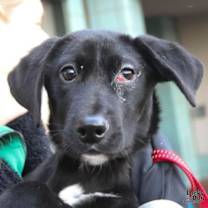 Thumbnail photo of Beavis #4