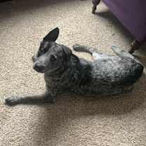 Thumbnail photo of Benny #1