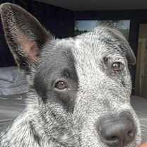 Thumbnail photo of Benny #4