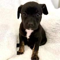 Thumbnail photo of Kira #1