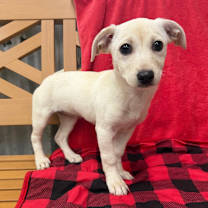 Thumbnail photo of BONNIE #3