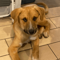 Thumbnail photo of Bumble #1