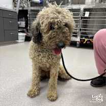 Thumbnail photo of Ross #1