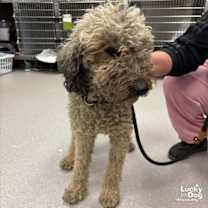 Thumbnail photo of Ross #2