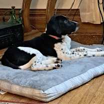 Thumbnail photo of Billy #1