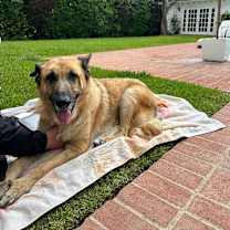 Thumbnail photo of Lizzie #4