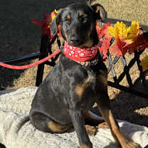 Thumbnail photo of NOVA #3