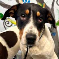 Thumbnail photo of Navy 25 #3