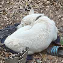 Thumbnail photo of Baymax #4