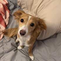 Thumbnail photo of Millie #1