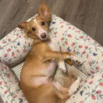 Thumbnail photo of Millie #2