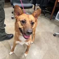 Thumbnail photo of Wilee #4