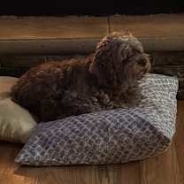 Thumbnail photo of SWEET PEA #2